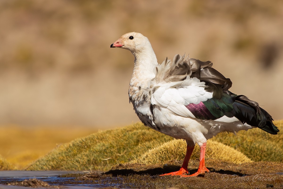 Andean Goose - ML620652415