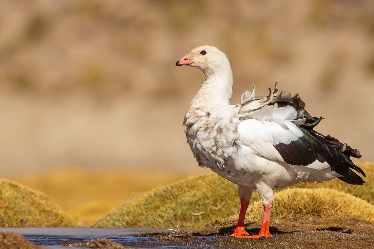 Andean Goose - ML620652416