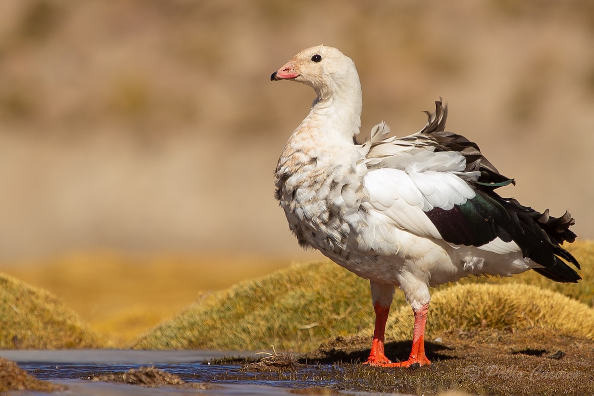 Andean Goose - ML620652417