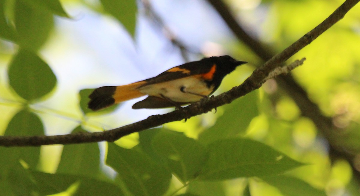 American Redstart - ML620652419