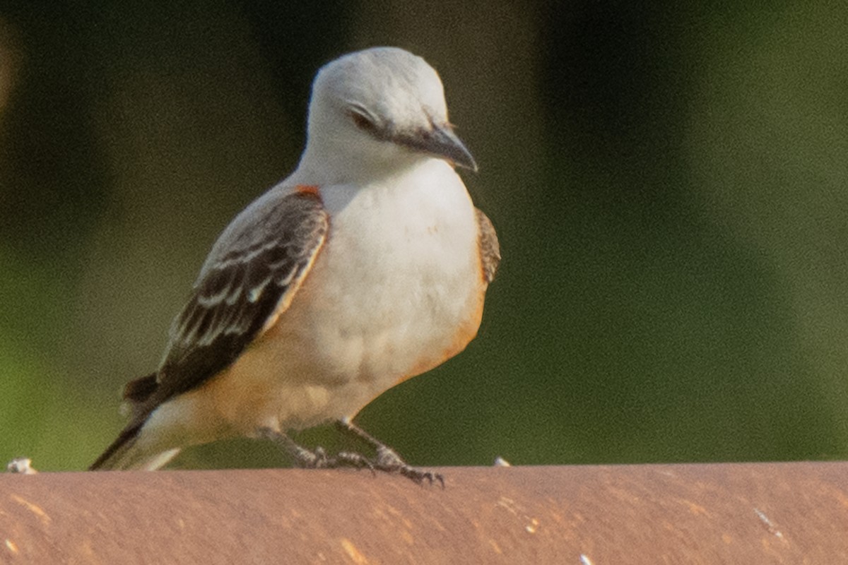 Scissor-tailed Flycatcher - Dale Bargmann