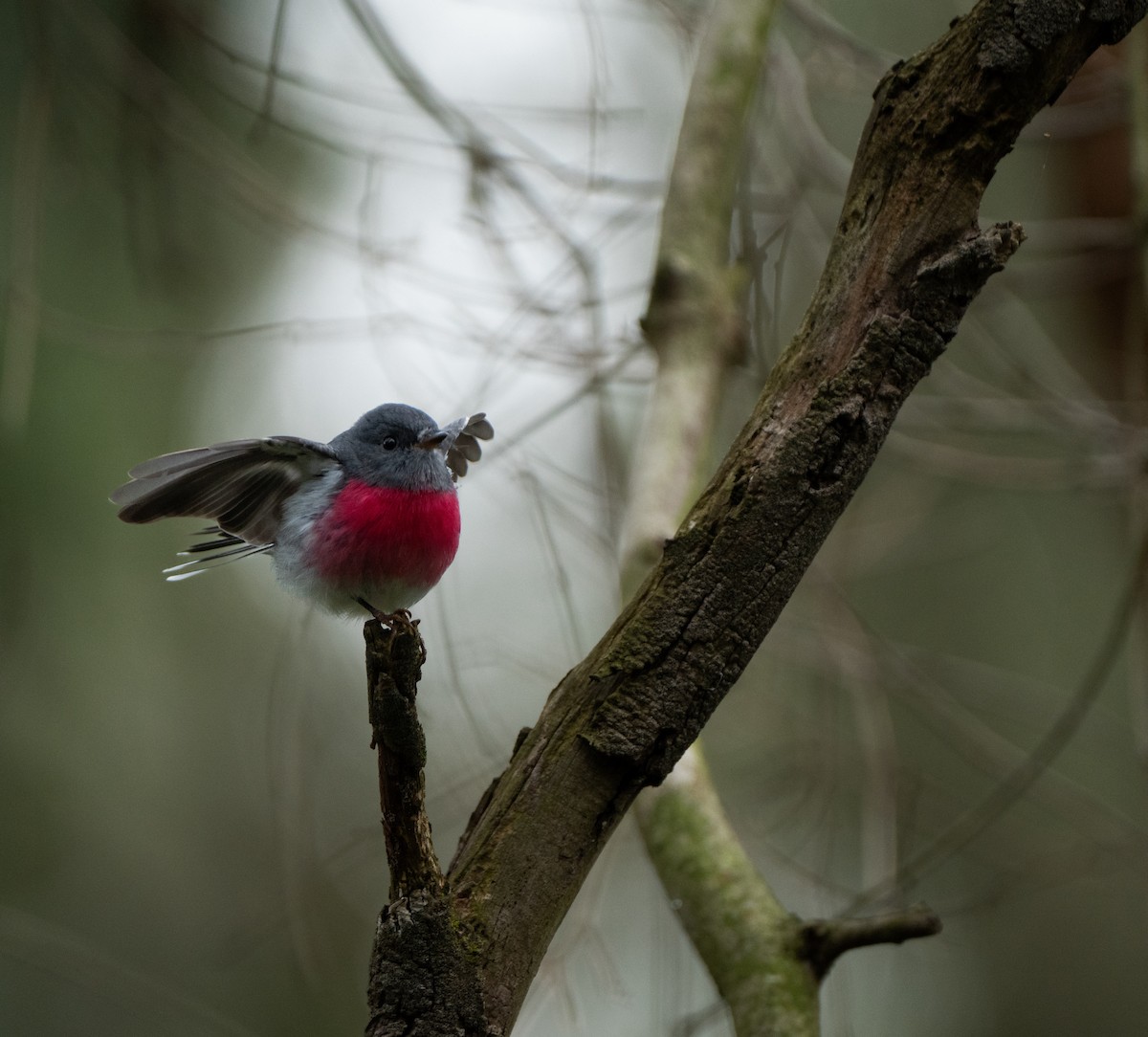 Rose Robin - Jasmine Karu