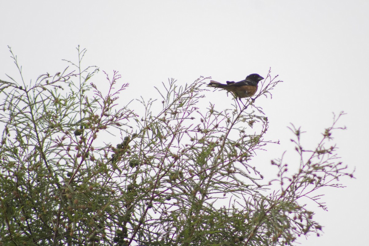 Cardinal à tête noire - ML620652437