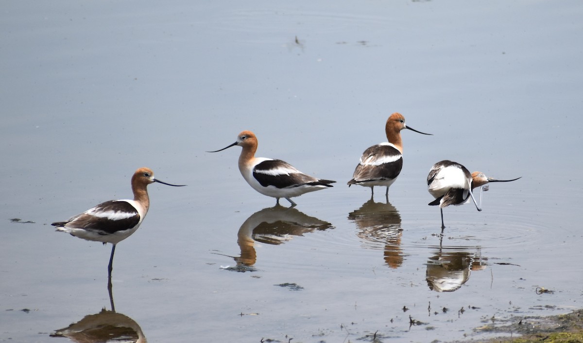 Avocette d'Amérique - ML620652440