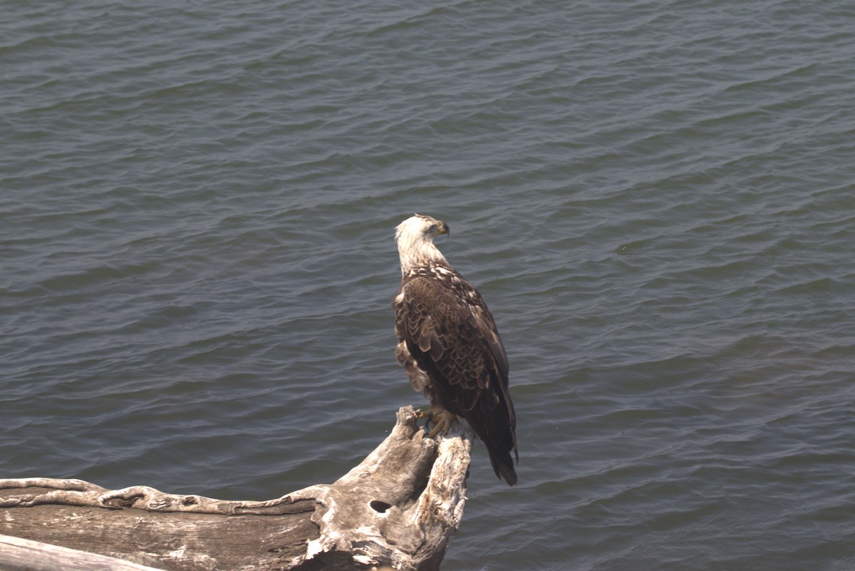 Bald Eagle - ML620652446