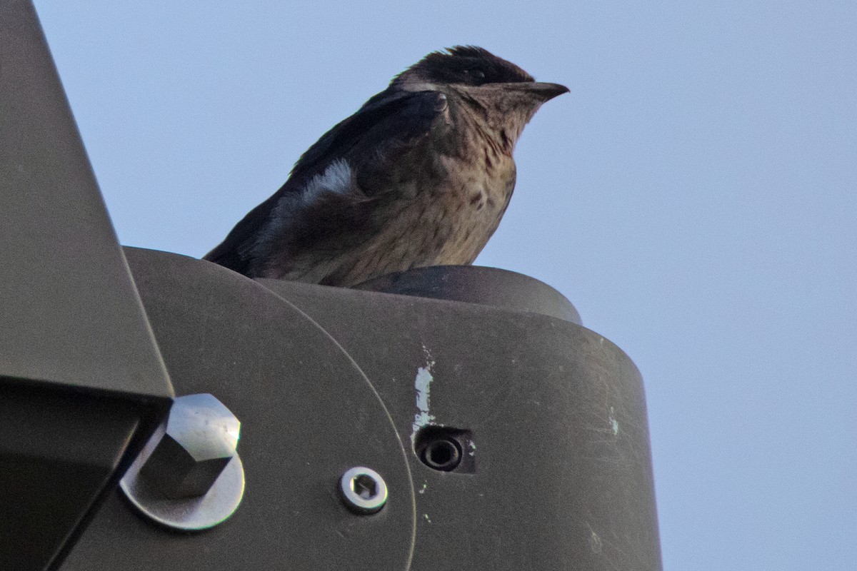 Purple Martin - ML620652450