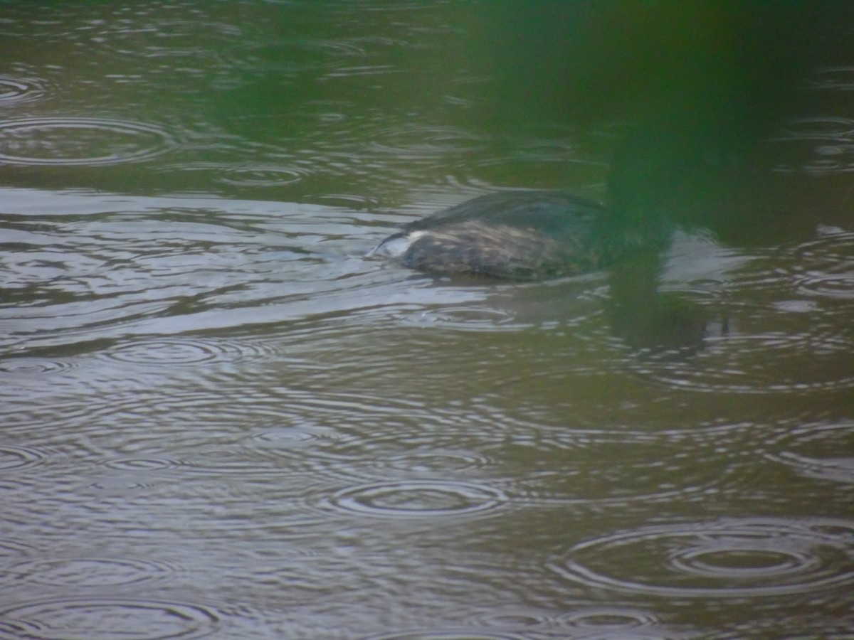 Pied-billed Grebe - ML620652451