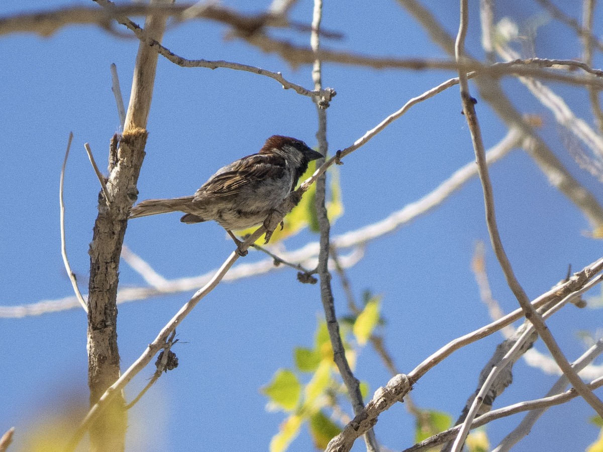 Moineau domestique - ML620652452