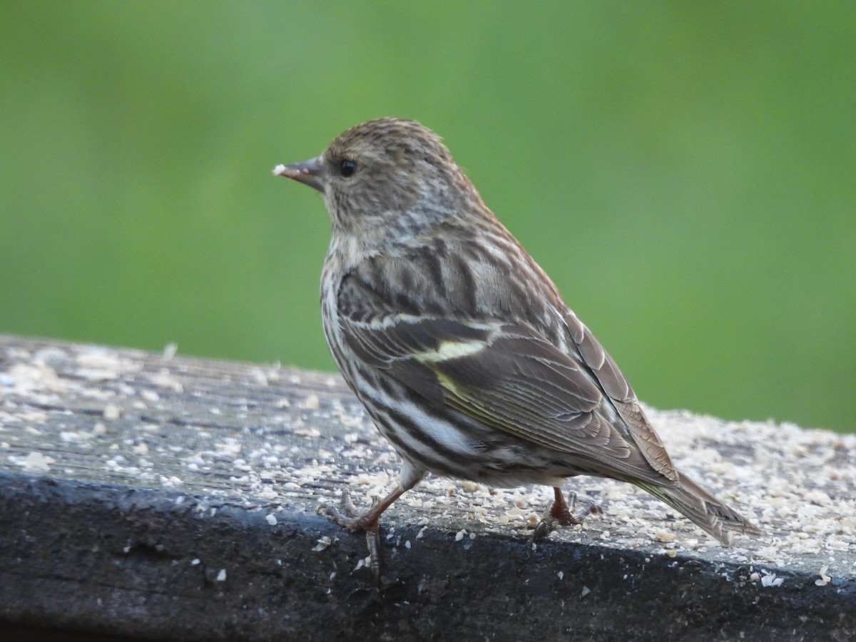 Pine Siskin - ML620652454