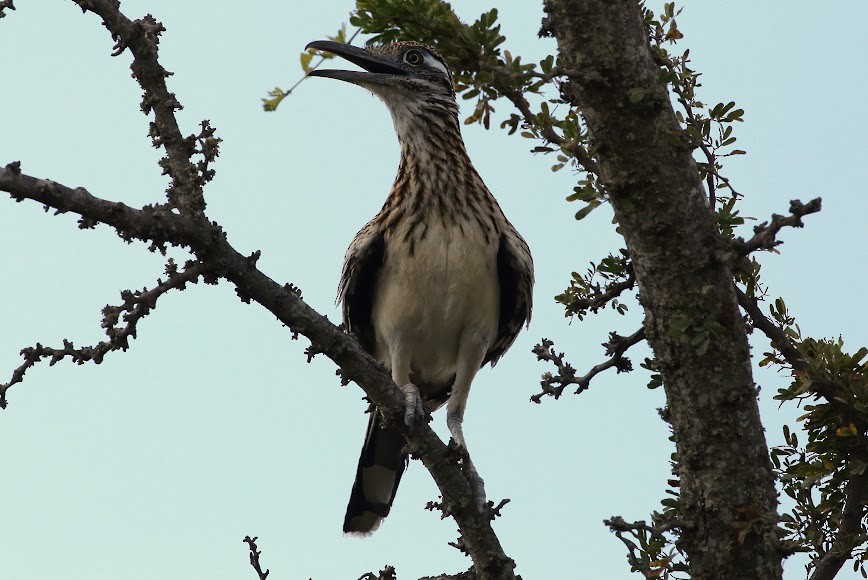 Greater Roadrunner - ML620652456