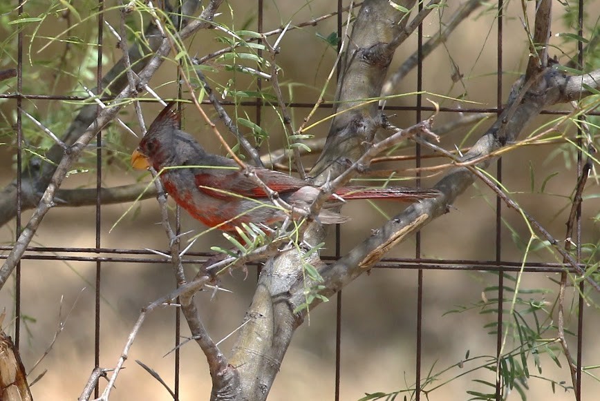 Cardinal pyrrhuloxia - ML620652459