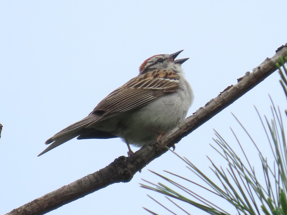 Chipping Sparrow - ML620652460