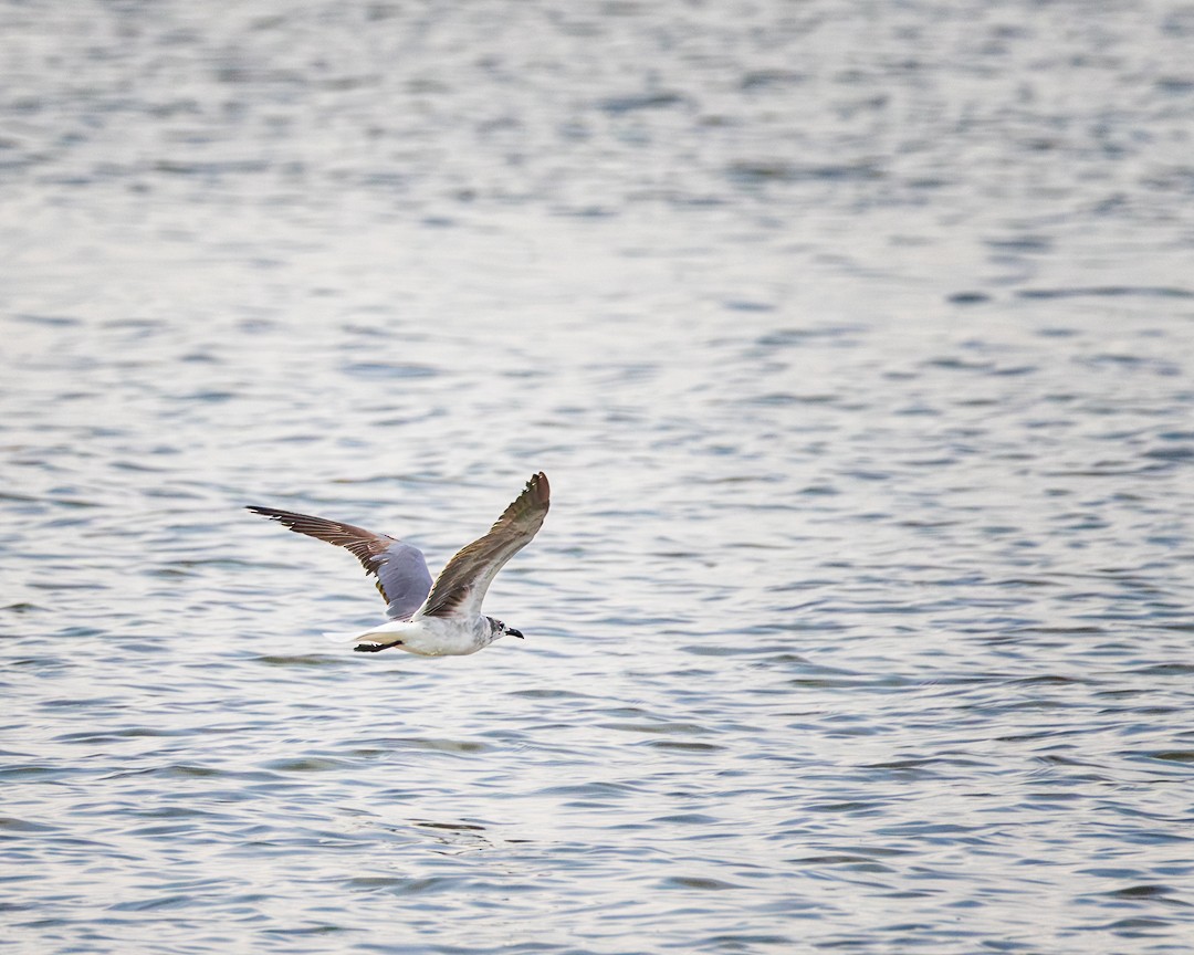 Laughing Gull - ML620652476