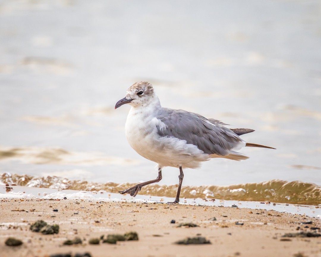 Laughing Gull - Eric Dyck