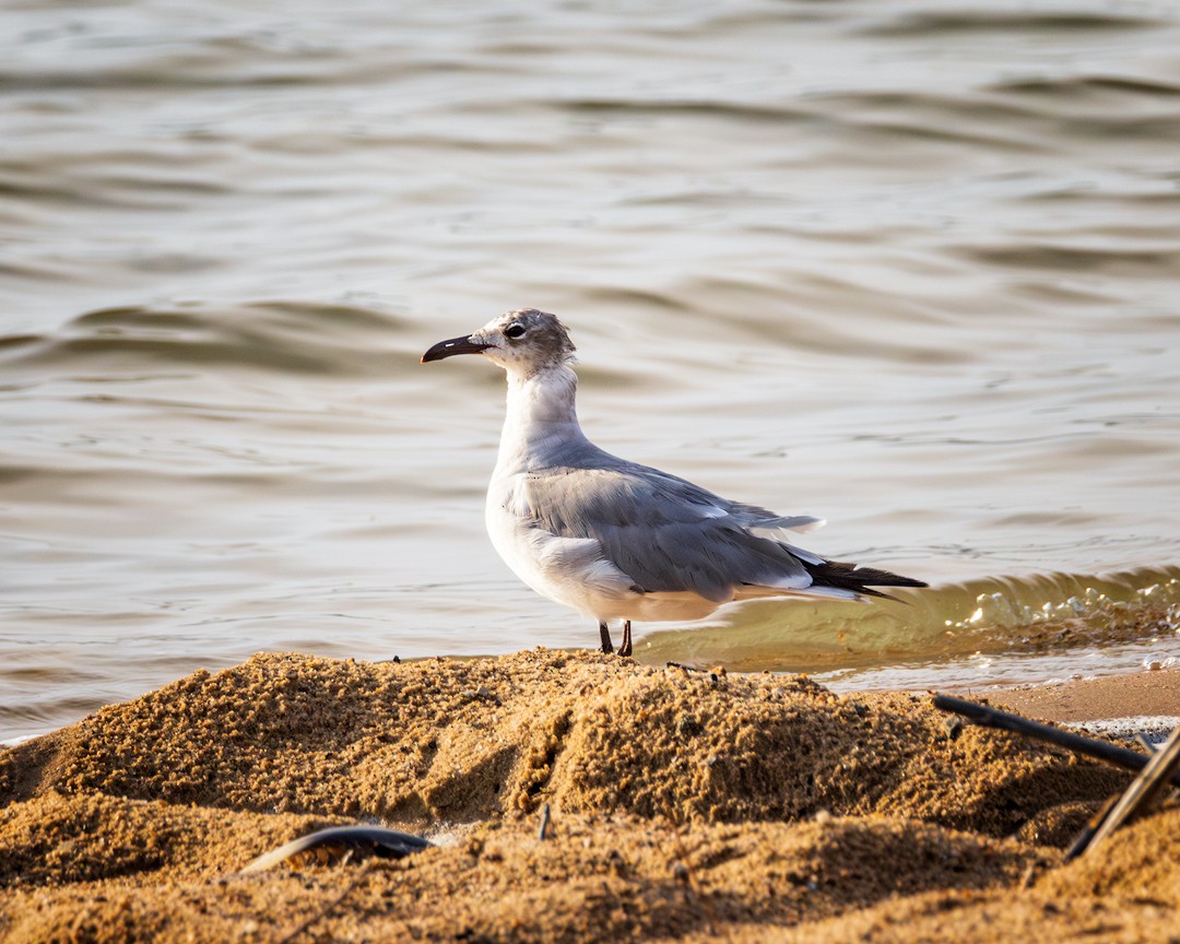 Laughing Gull - ML620652480