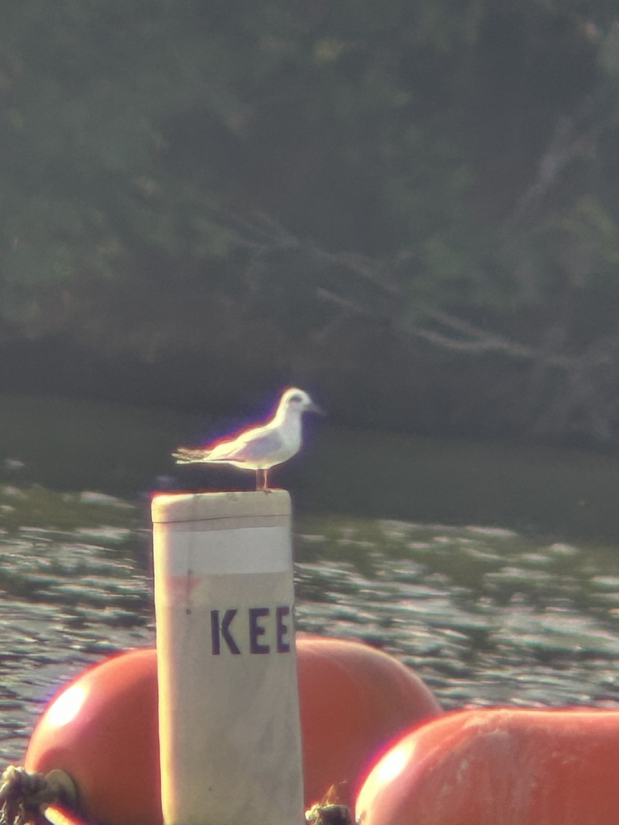 Forster's Tern - Heather Buttonow