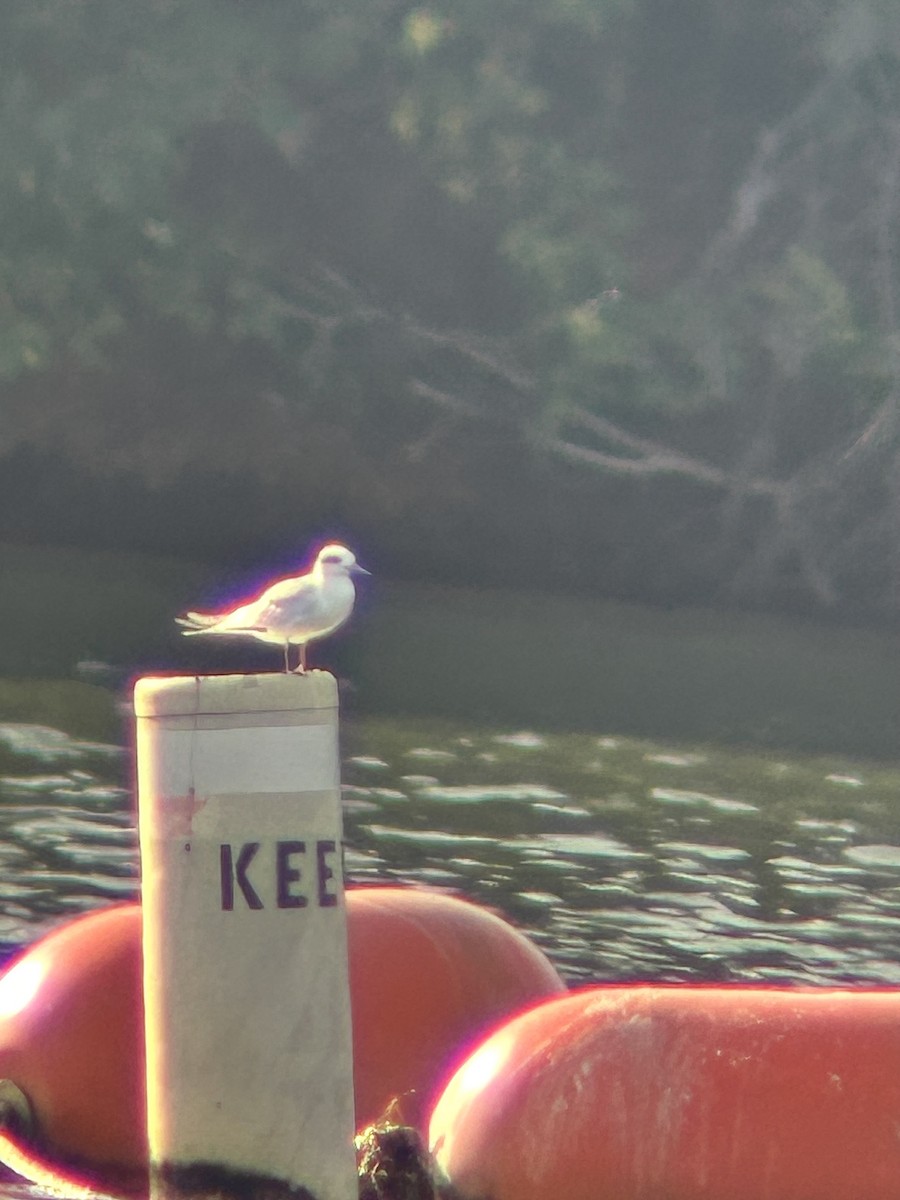 Forster's Tern - ML620652484