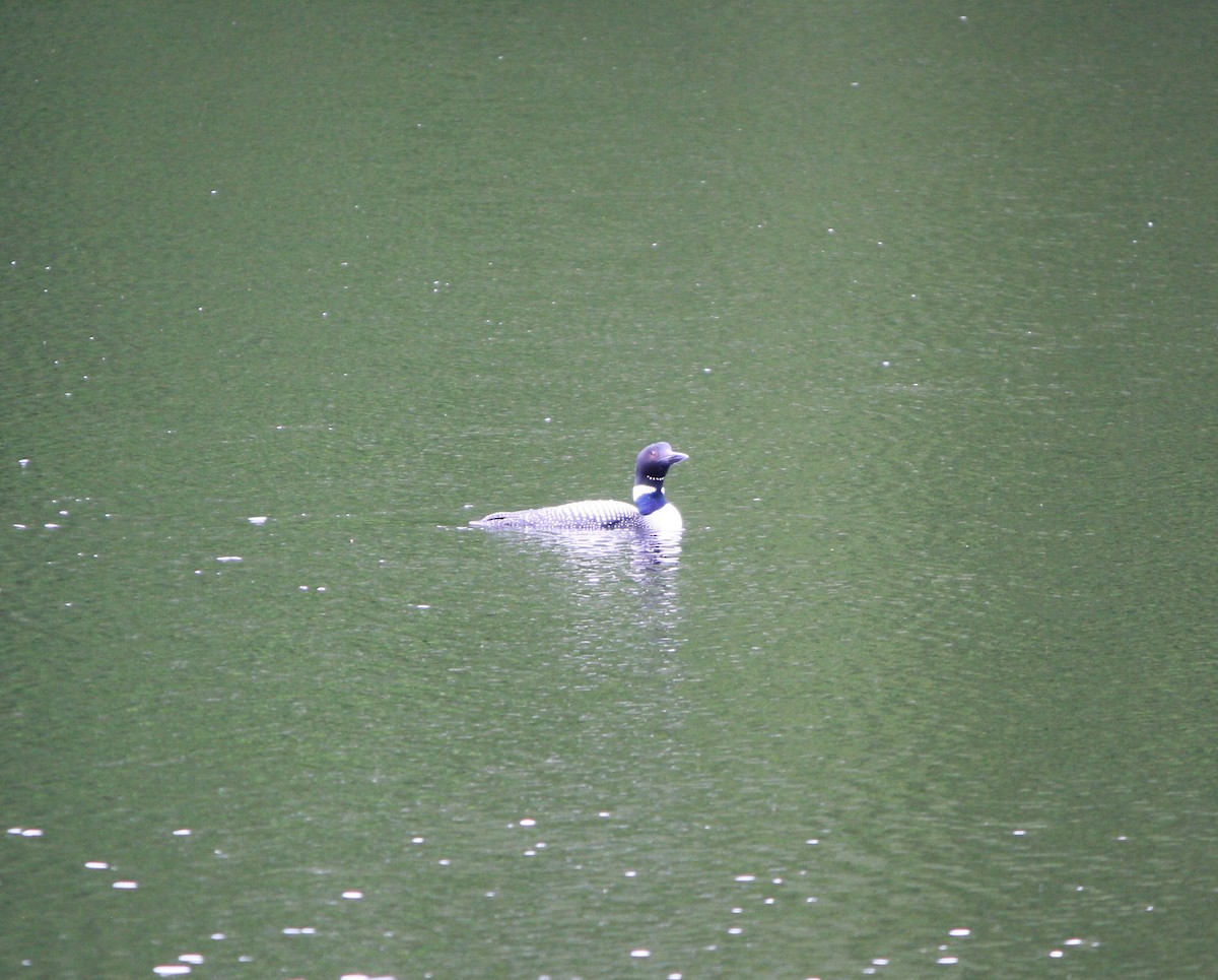 Common Loon - ML620652487