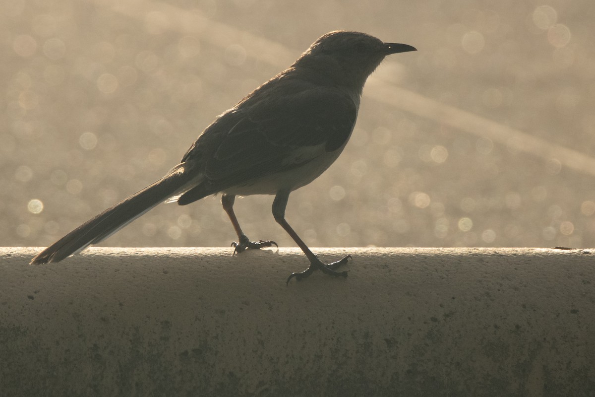 Northern Mockingbird - ML620652494