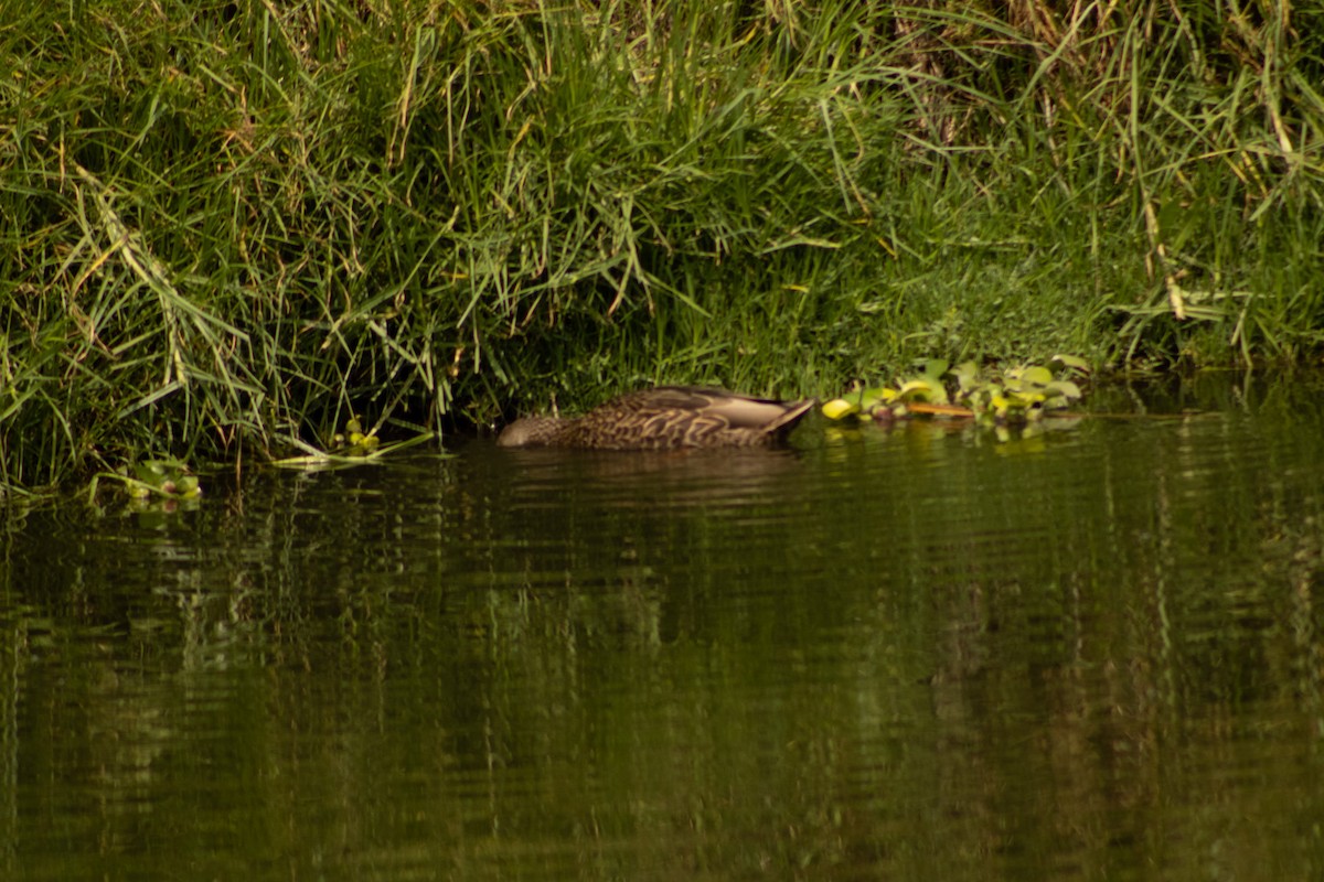 Canard du Mexique - ML620652495