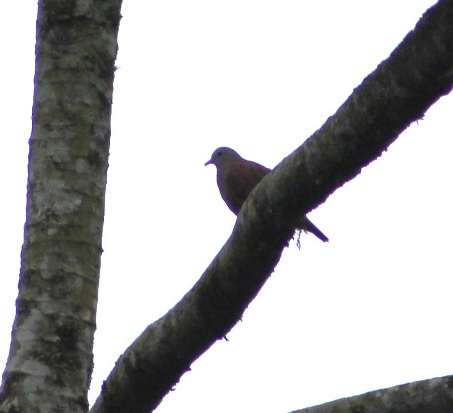 Ruddy Ground Dove - ML620652496