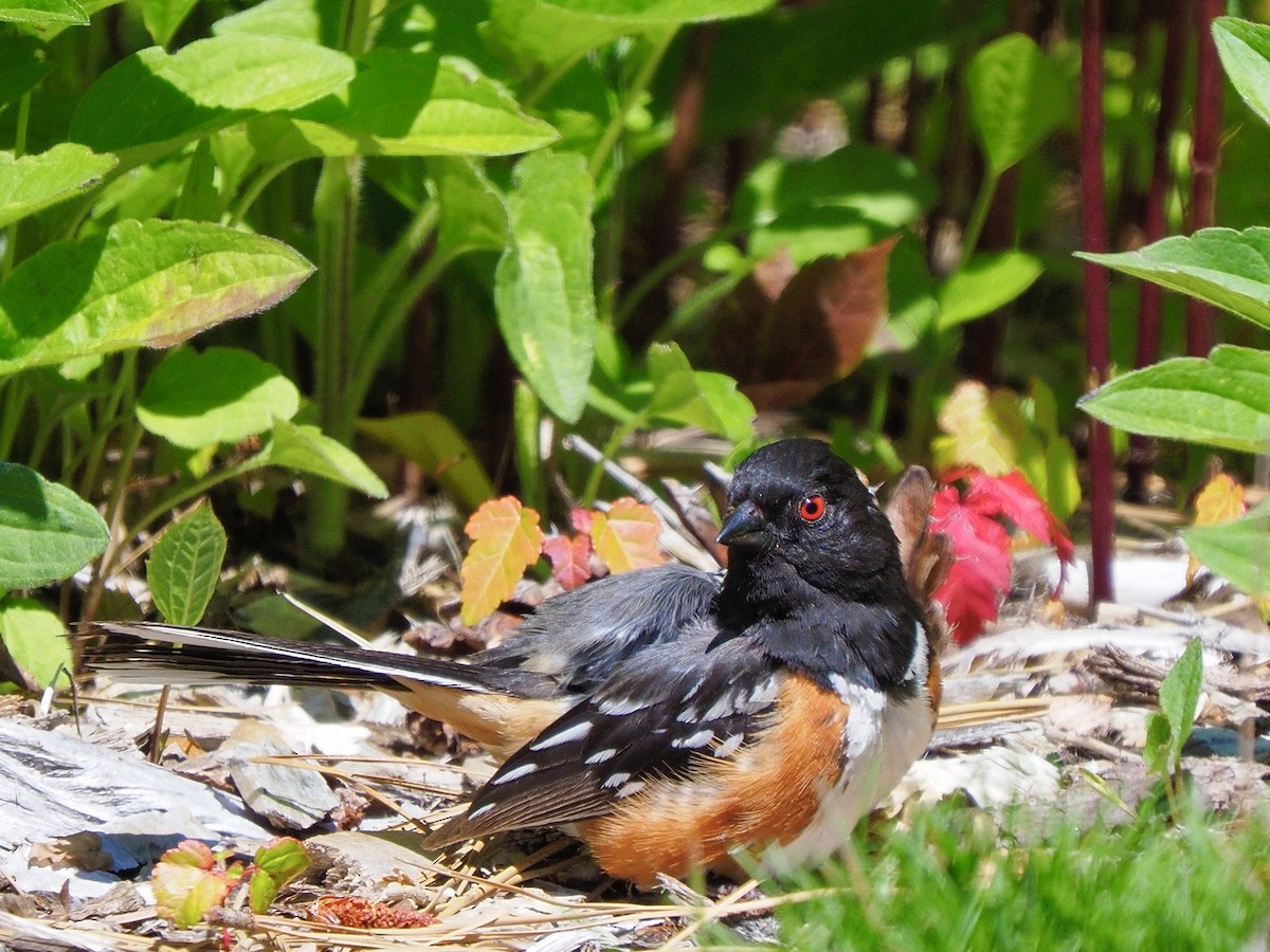 Spotted Towhee - ML620652498