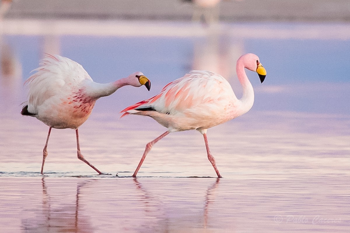 Puna Flamingosu - ML620652500