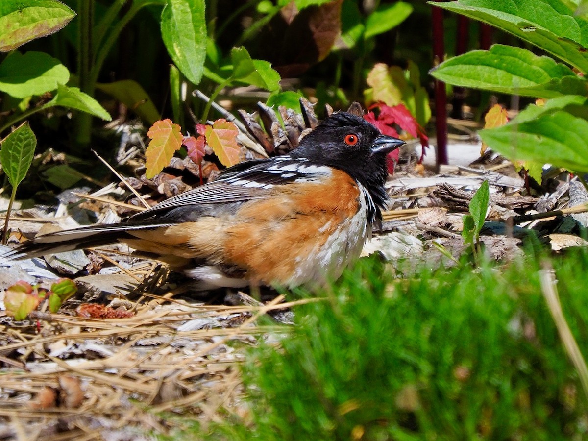 Spotted Towhee - ML620652501