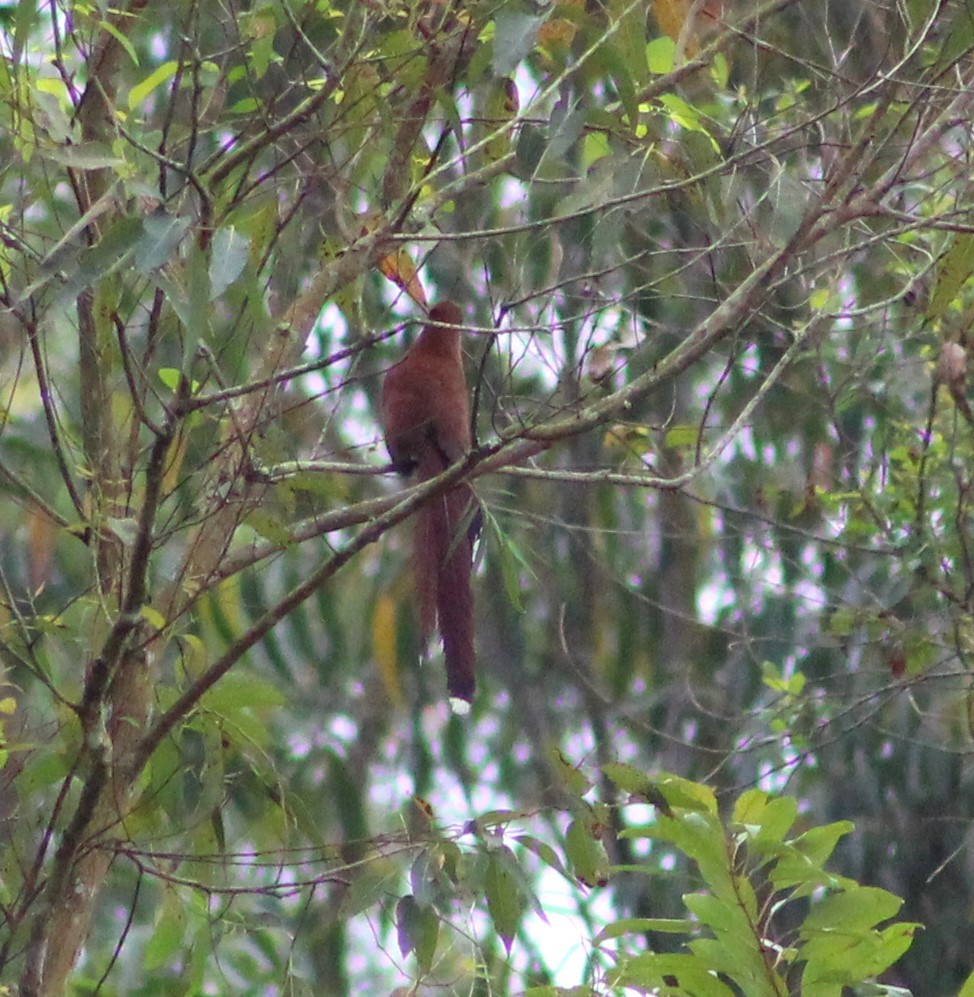 Squirrel Cuckoo - ML620652504