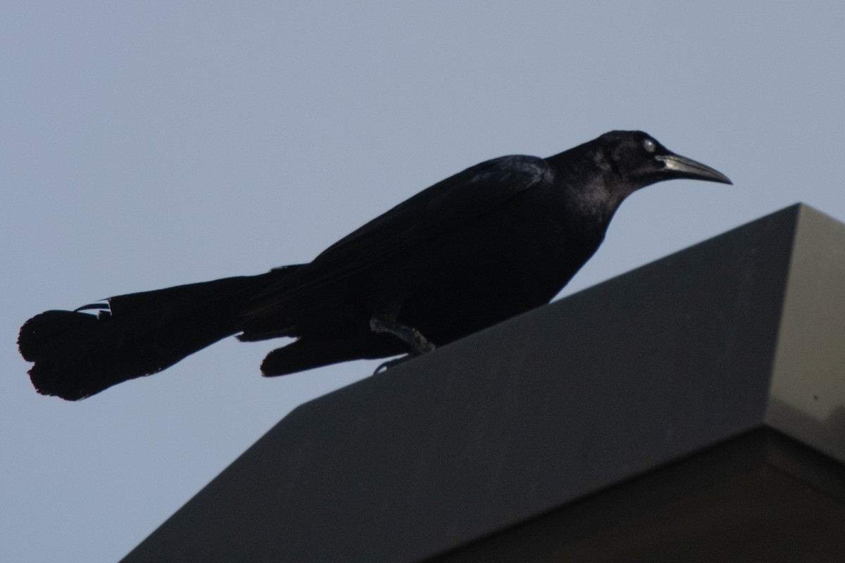 Great-tailed Grackle - ML620652507