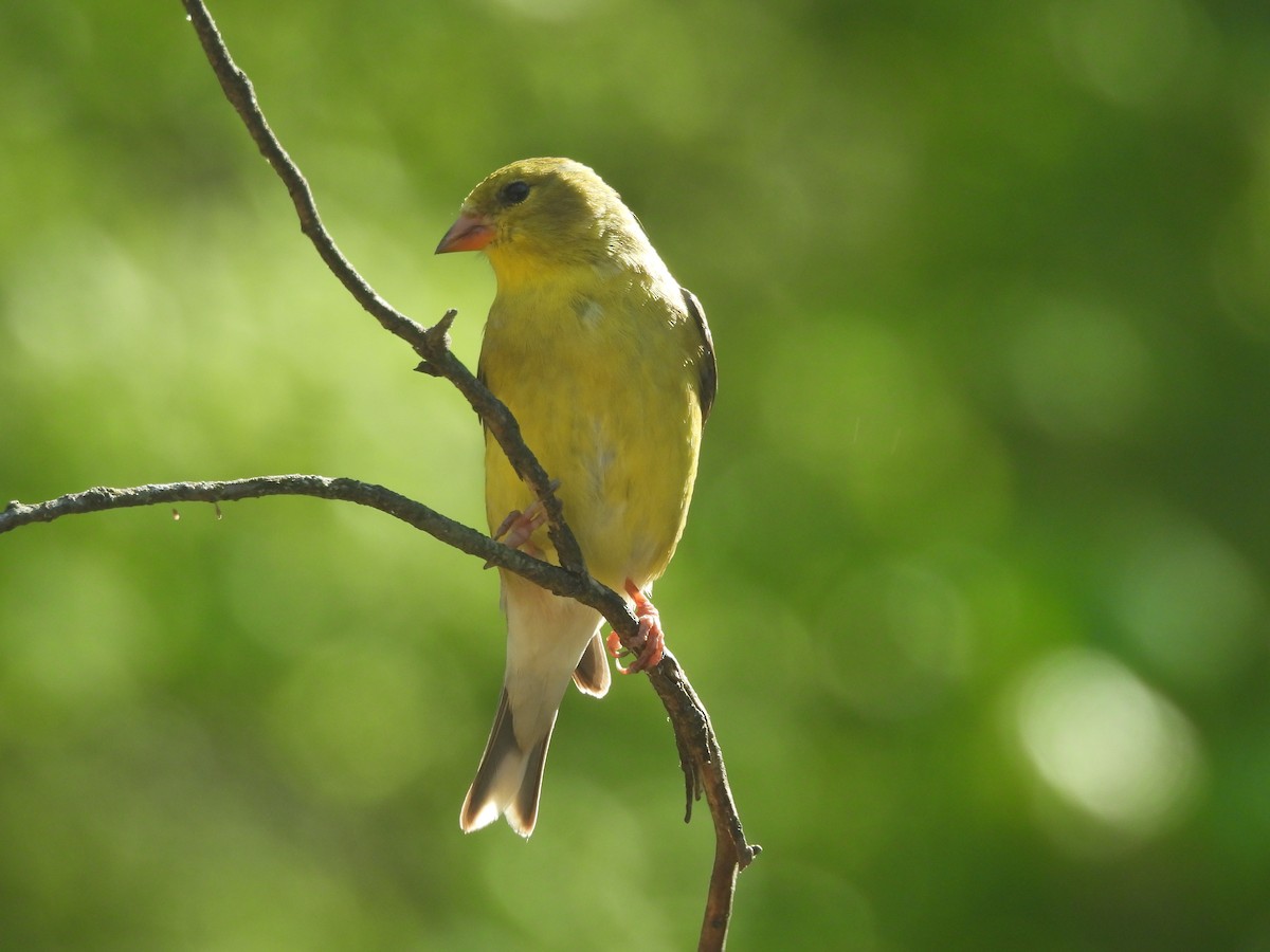 American Goldfinch - ML620652510