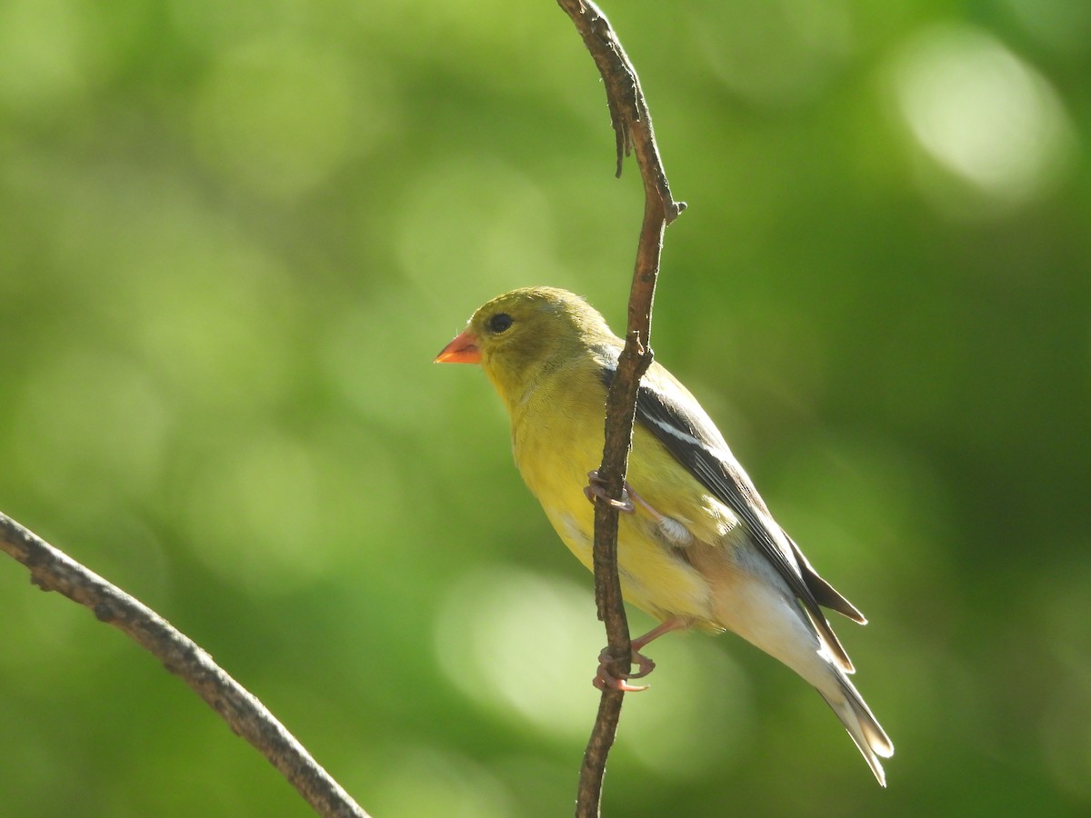 American Goldfinch - ML620652511