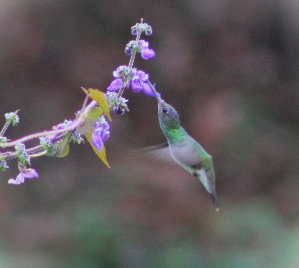 Glittering-throated Emerald - ML620652512