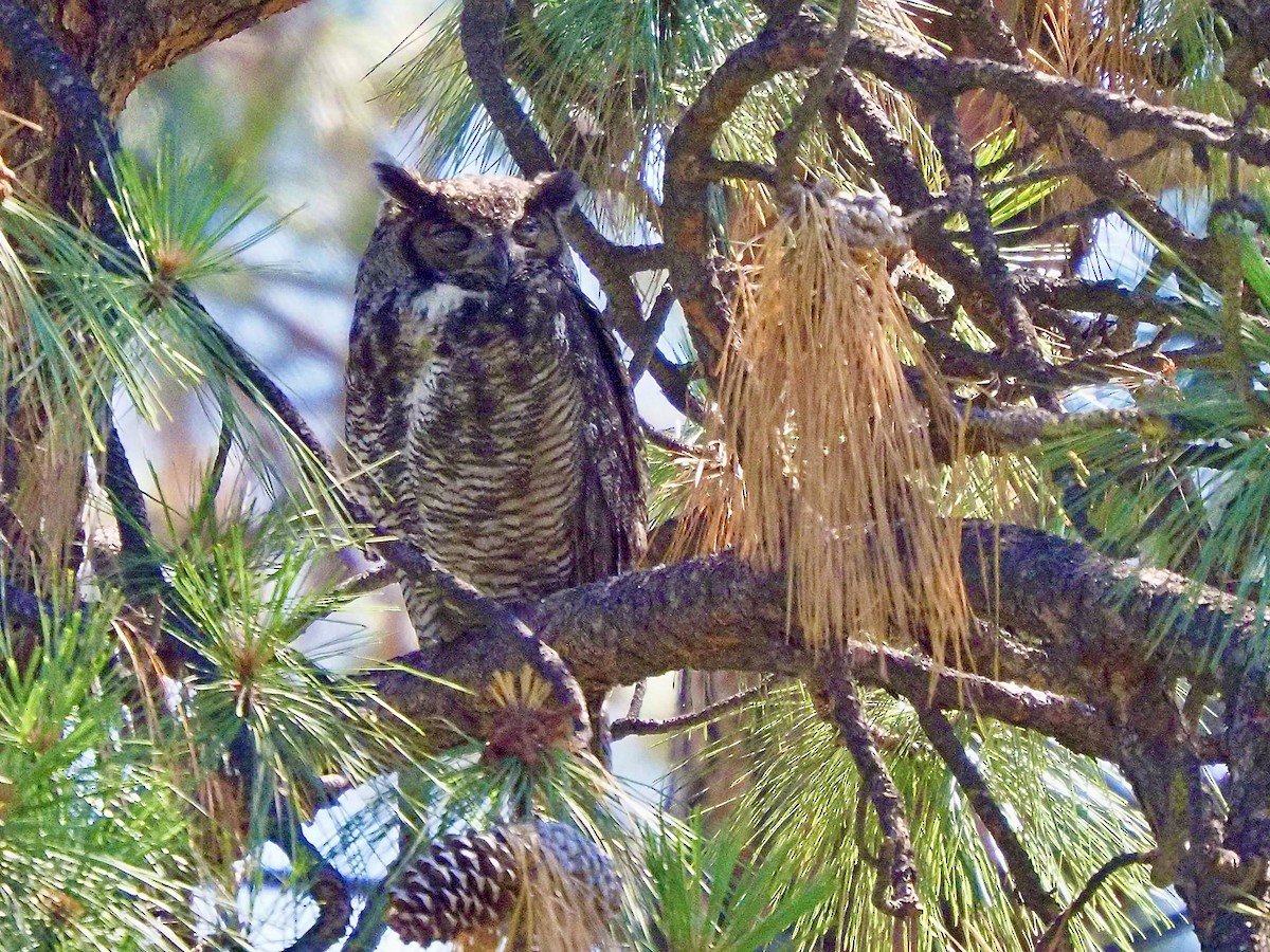 Great Horned Owl - ML620652513