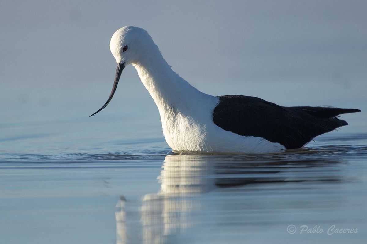 Avocette des Andes - ML620652515