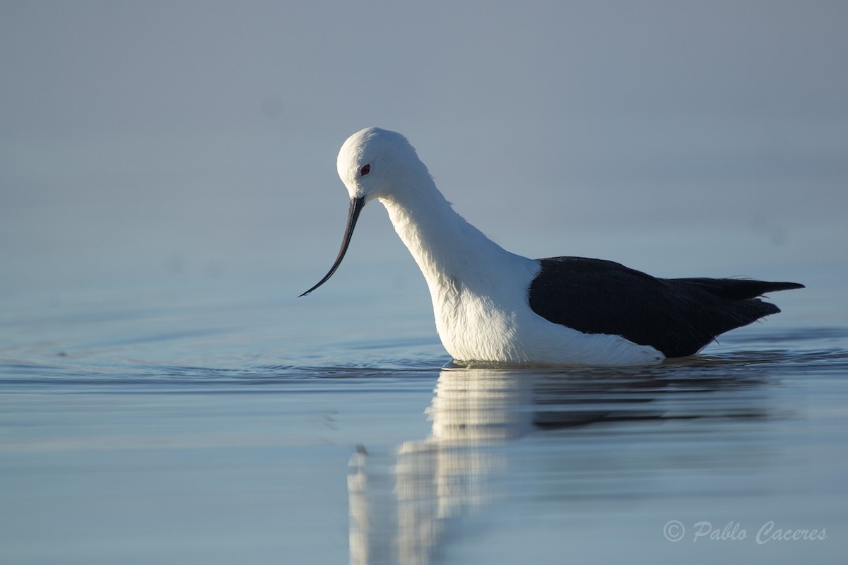 Avocette des Andes - ML620652516