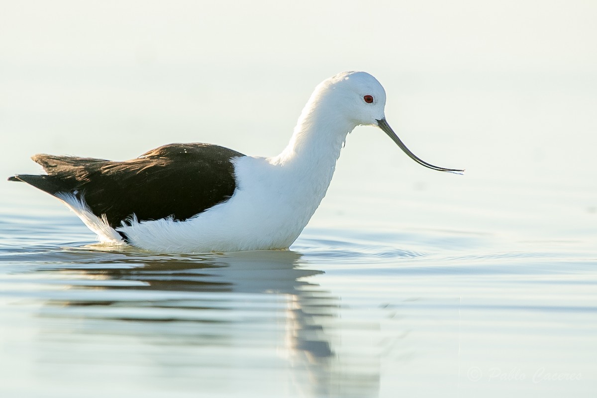 Avocette des Andes - ML620652517