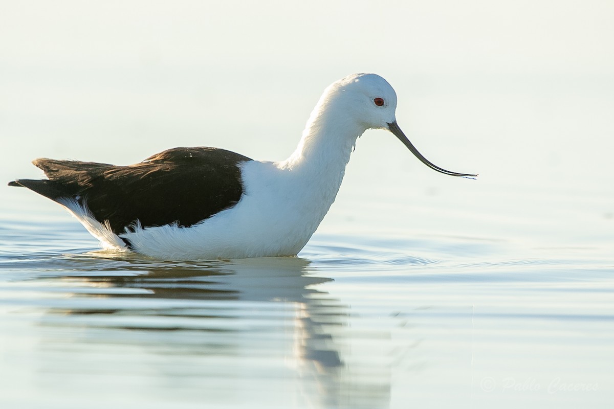 Avocette des Andes - ML620652518