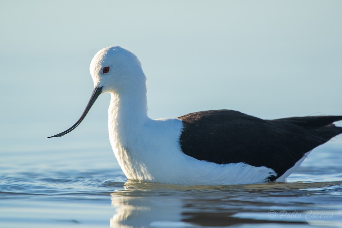 Avocette des Andes - ML620652519