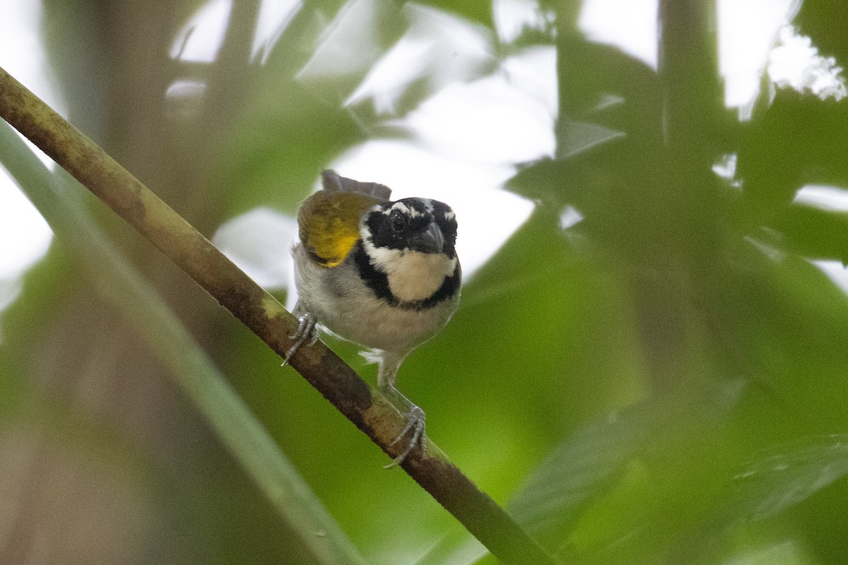 Pectoral Sparrow - Andre Moncrieff