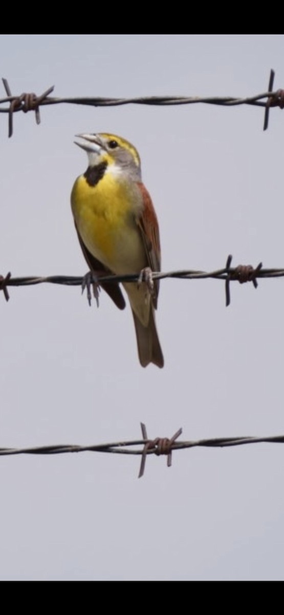 Dickcissel d'Amérique - ML620652523