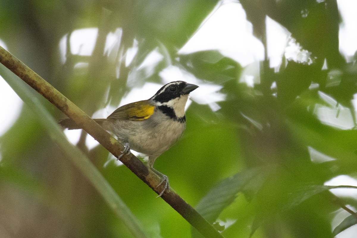 Pectoral Sparrow - ML620652527