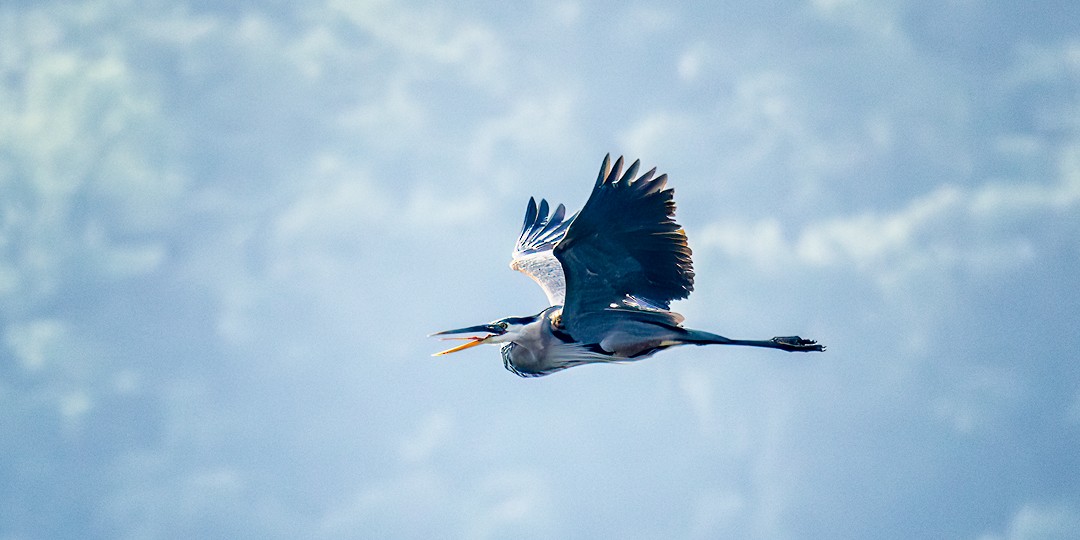 Great Blue Heron - ML620652528