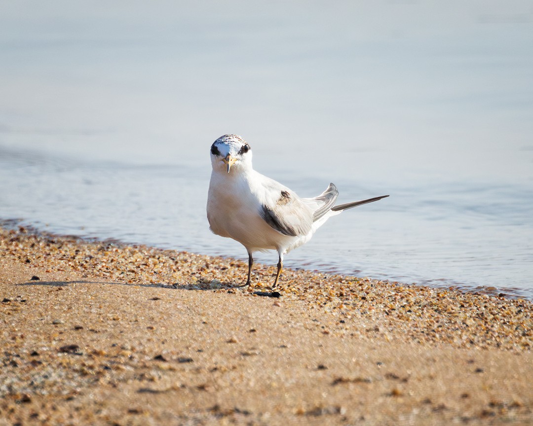 Least Tern - ML620652533