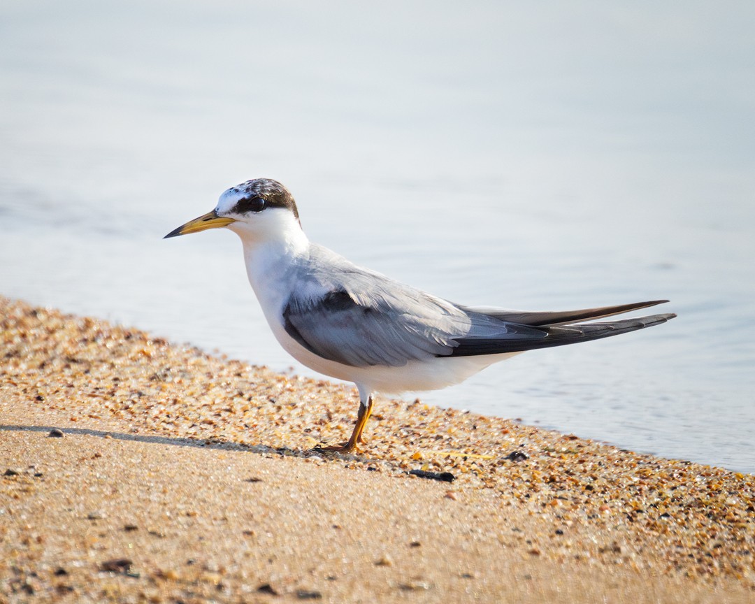 Least Tern - ML620652534