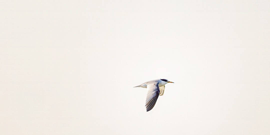 Least Tern - ML620652539