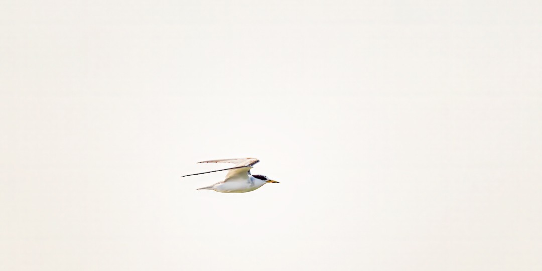 Least Tern - ML620652540