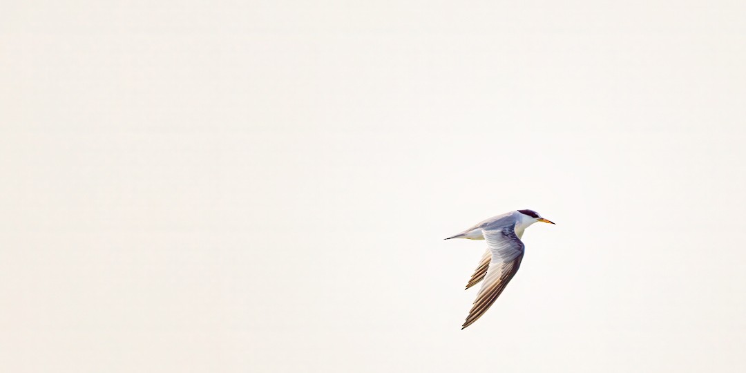 Least Tern - ML620652543