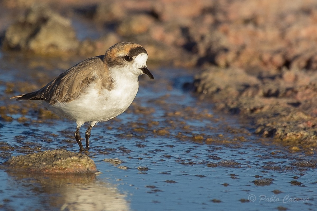 Puna Plover - ML620652549