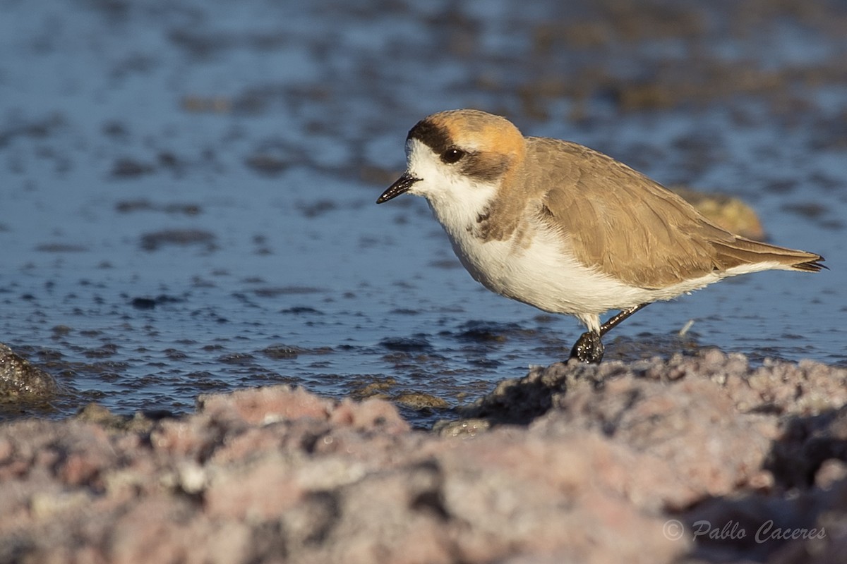 Puna Plover - ML620652552